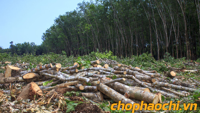 Phào chỉ gỗ với nạn phá rừng